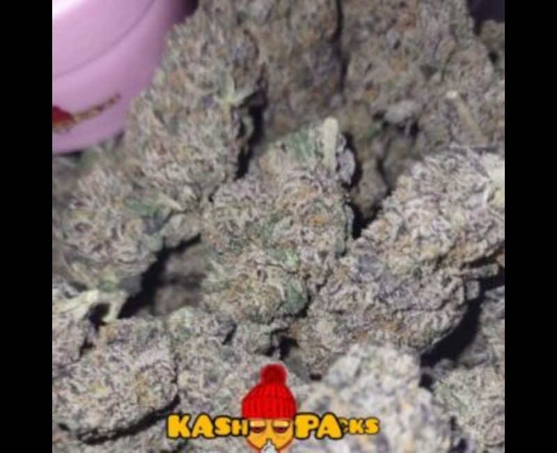 Kash Packs White Gumbo