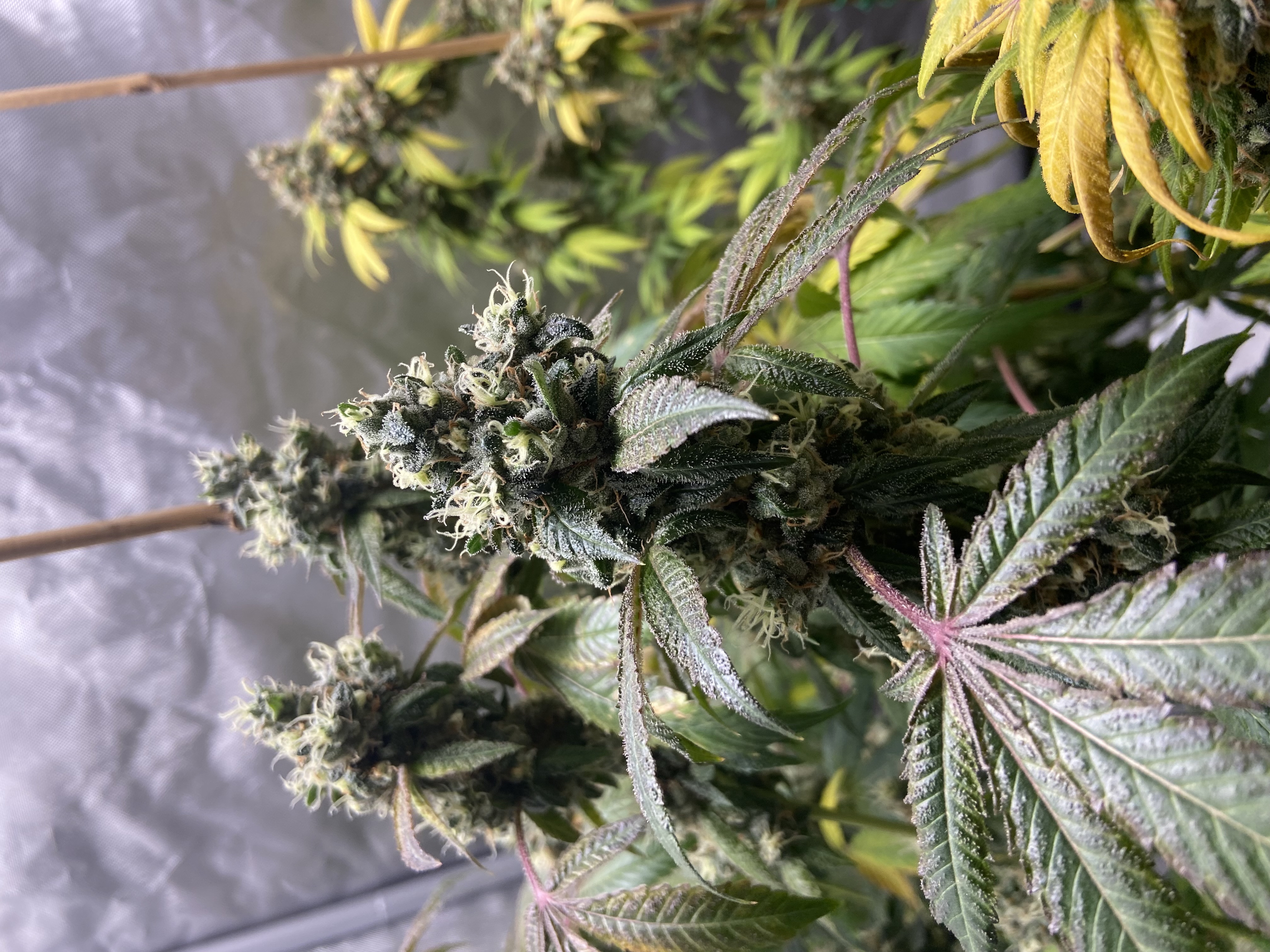 9lb Hammer Exotic flower clones