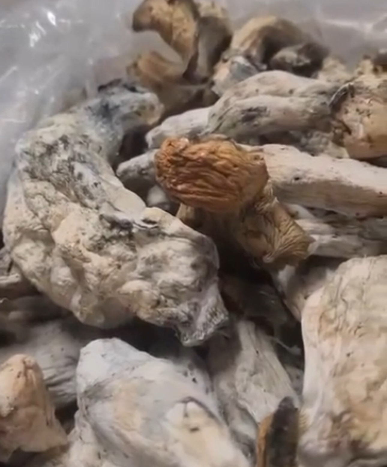 Makilla gorilla Shrooms (oz)