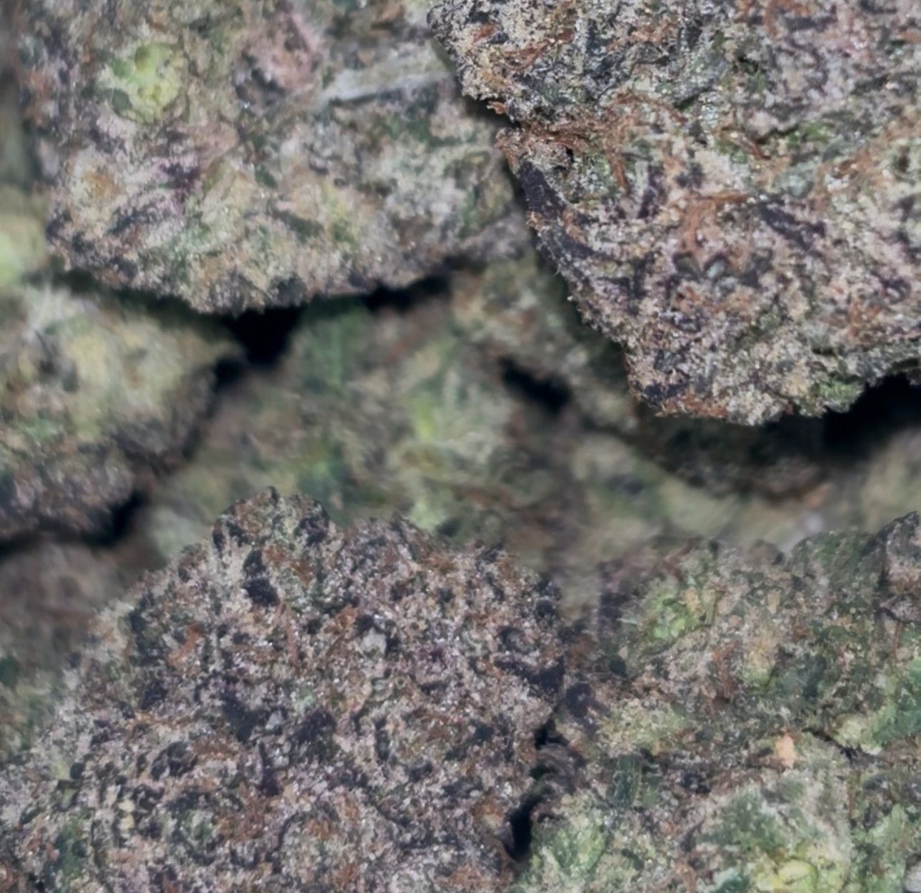 Mochi  🔥🔥🔥🍭🍭🍭