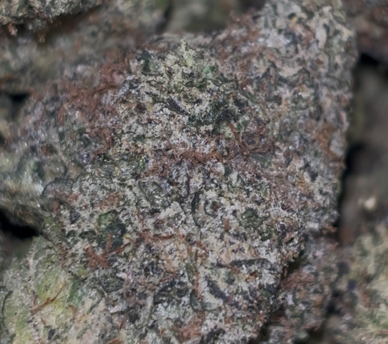 Chicago Lcg🍬🍋🍒