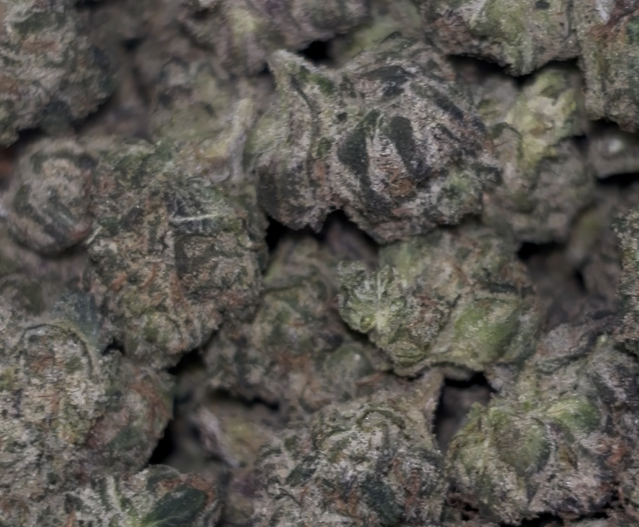 41 Cherries (Med) 🍒🍭