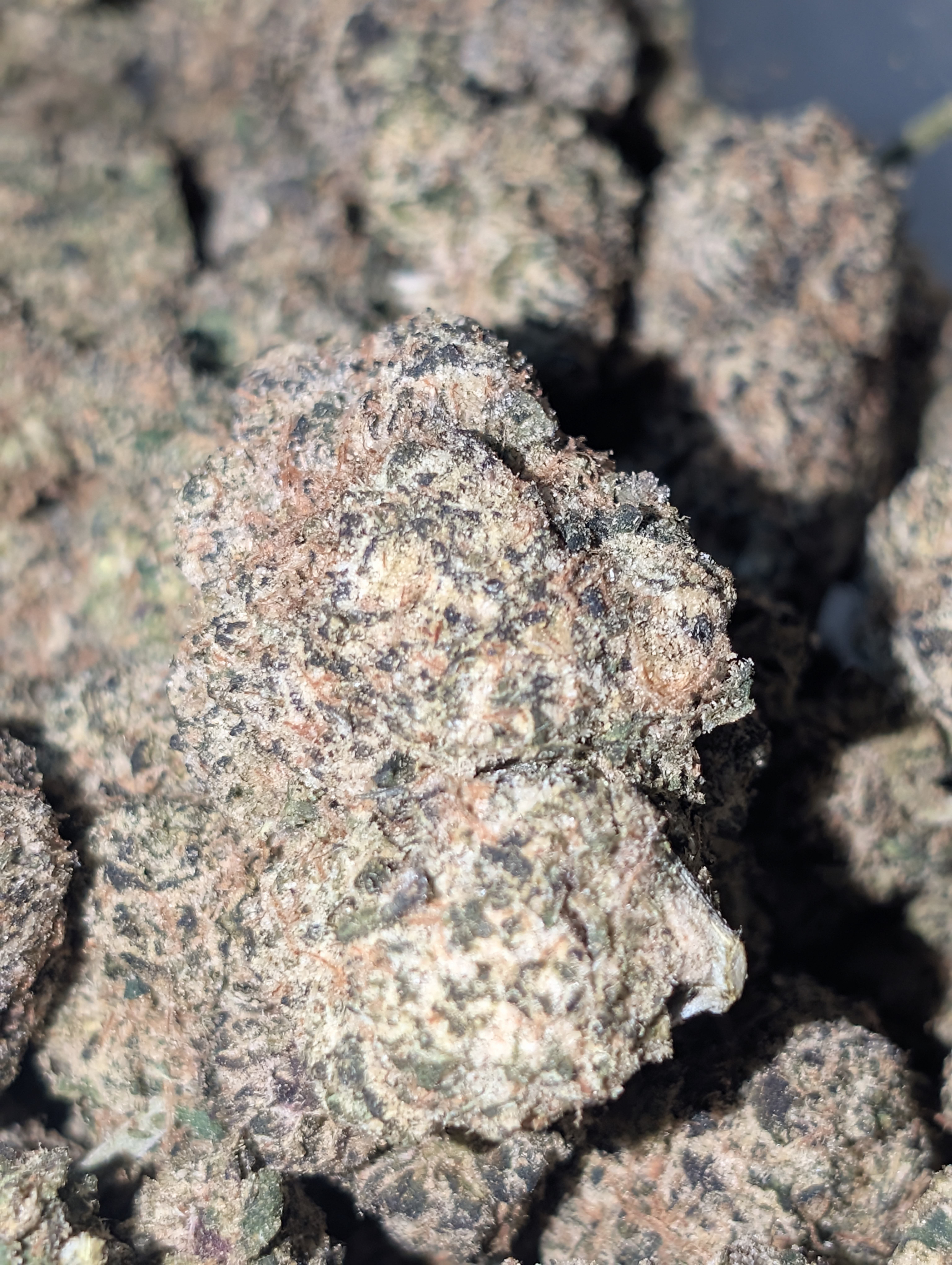 Lemon 🍋 joker 🥝