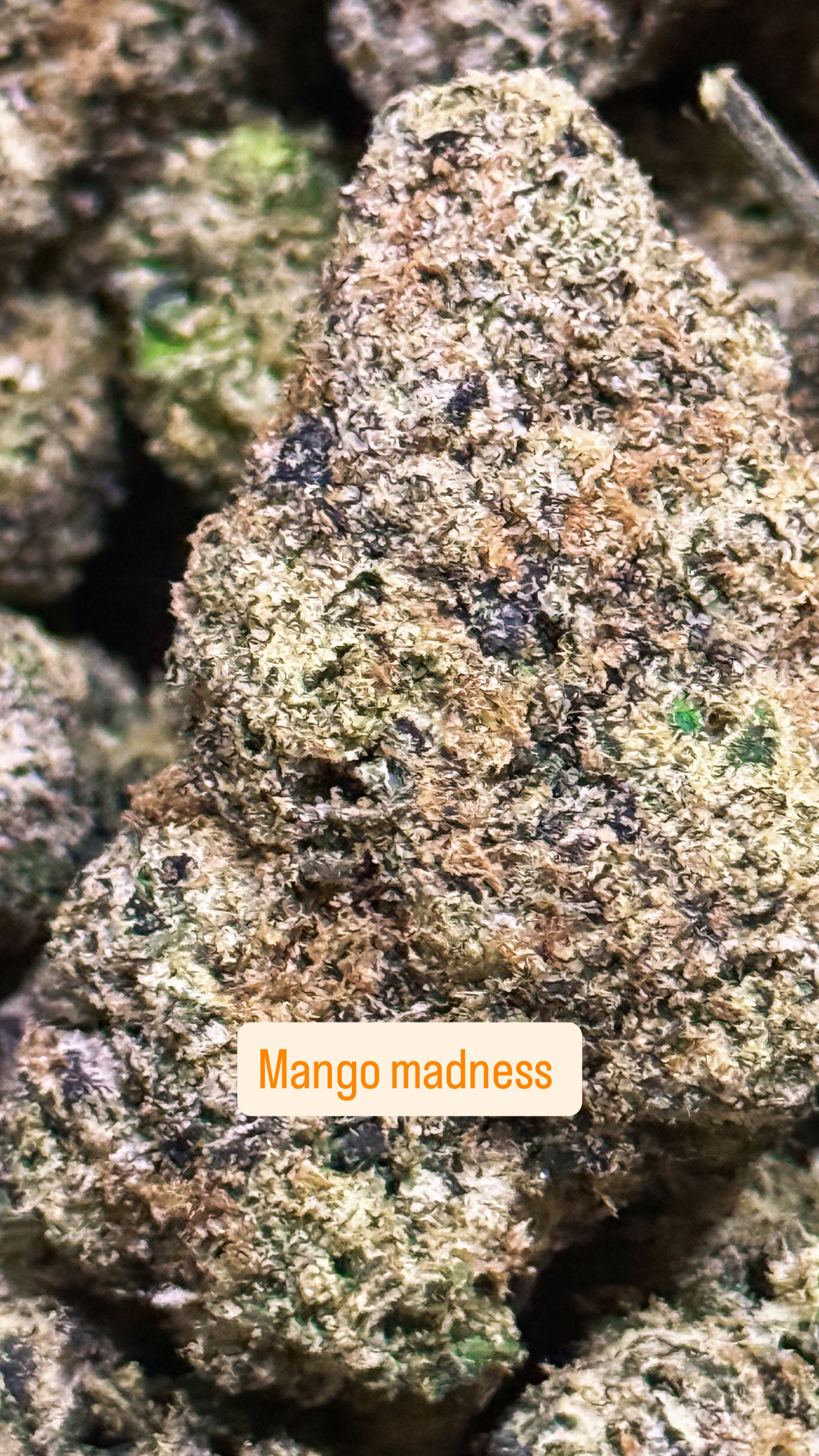 Mango madness