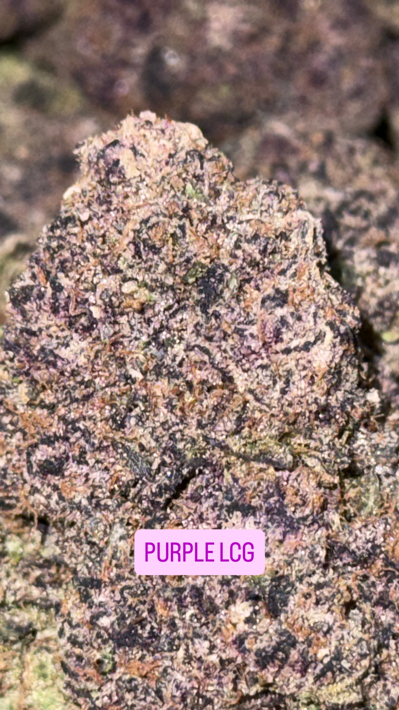 Purple lcg