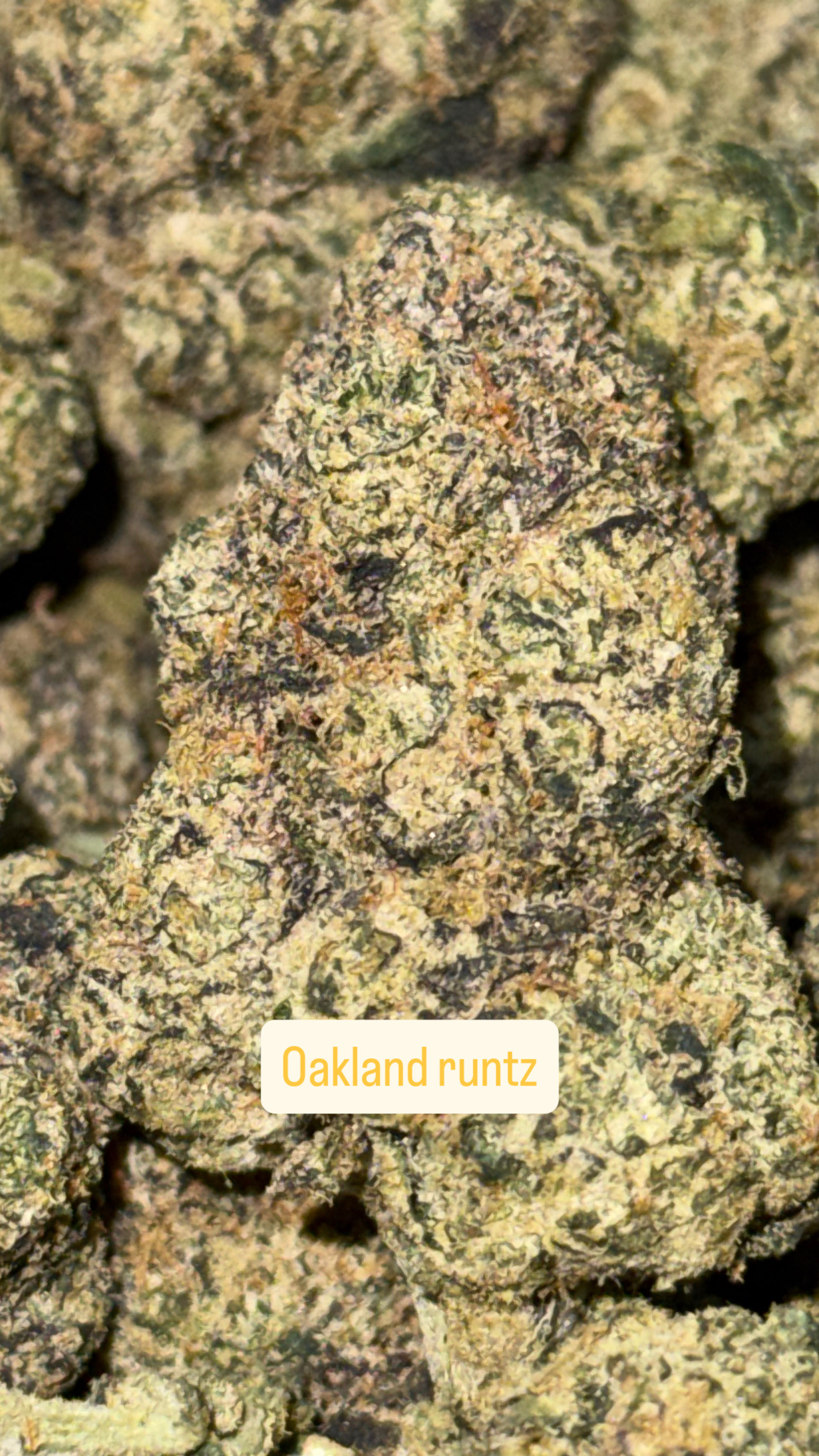 Oakland runtz