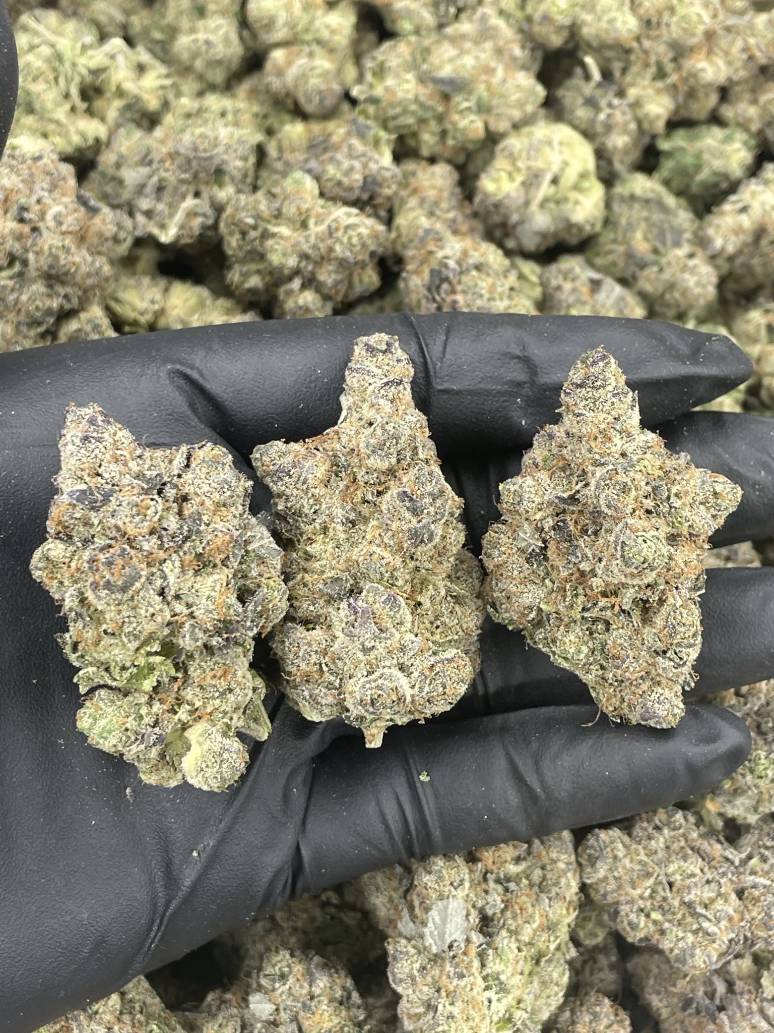 Lemon Runtz 🍒🍋