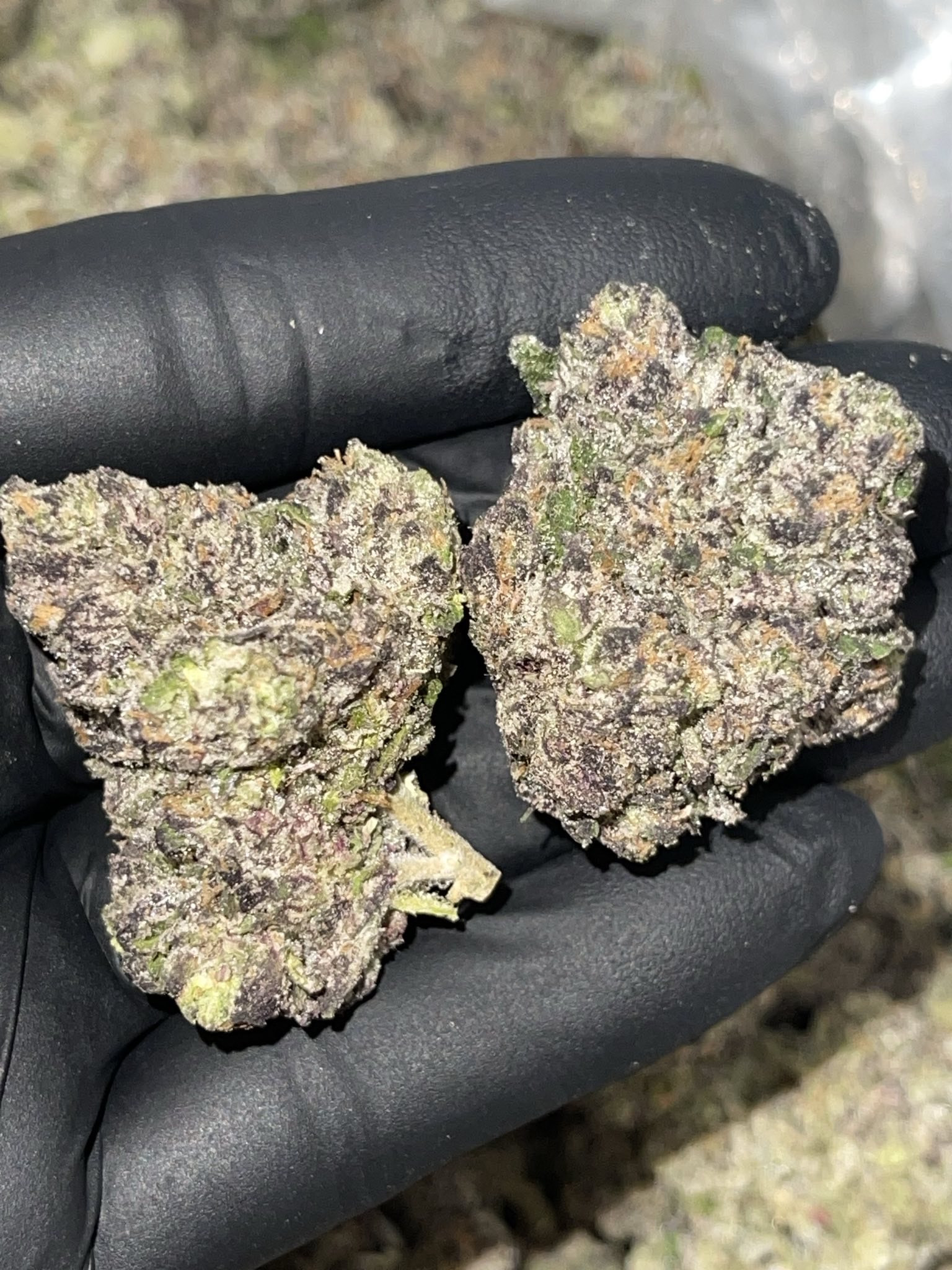 Presidential Gelato 🤴👑⭐️