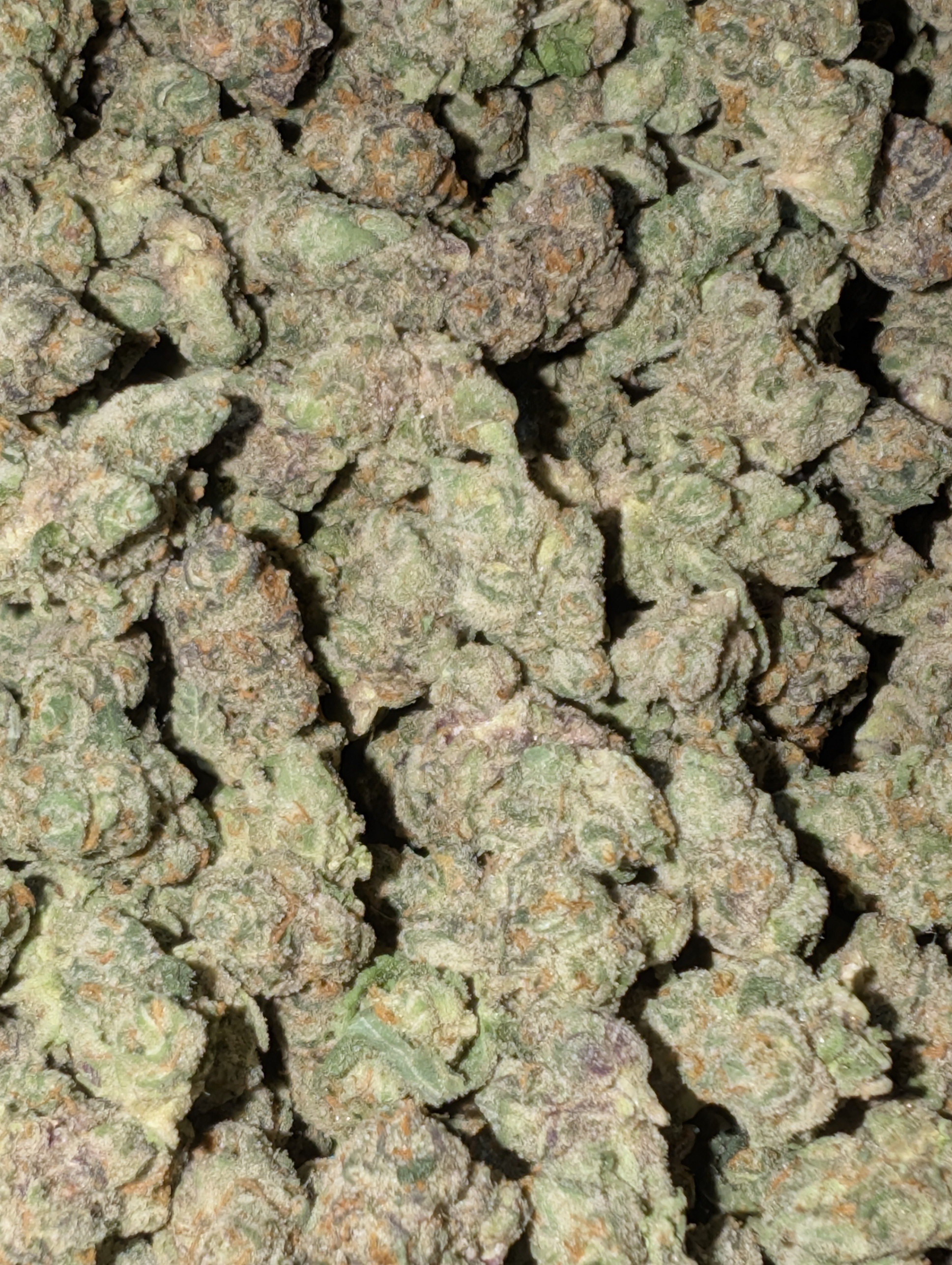 berry blitz small/med