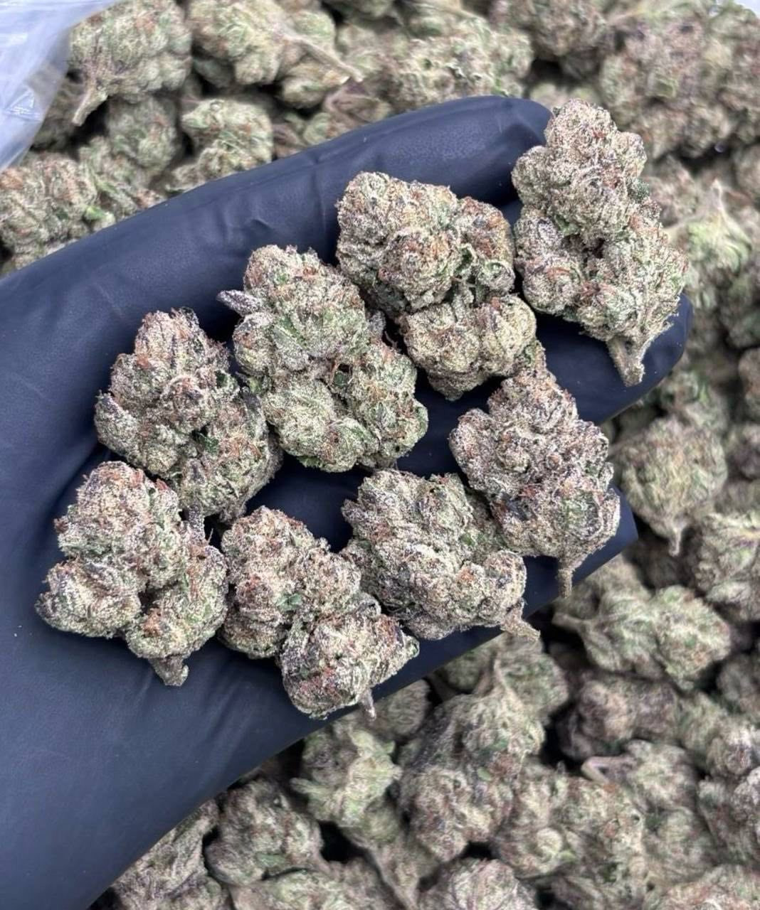 Candy Runtz 🍬🥶