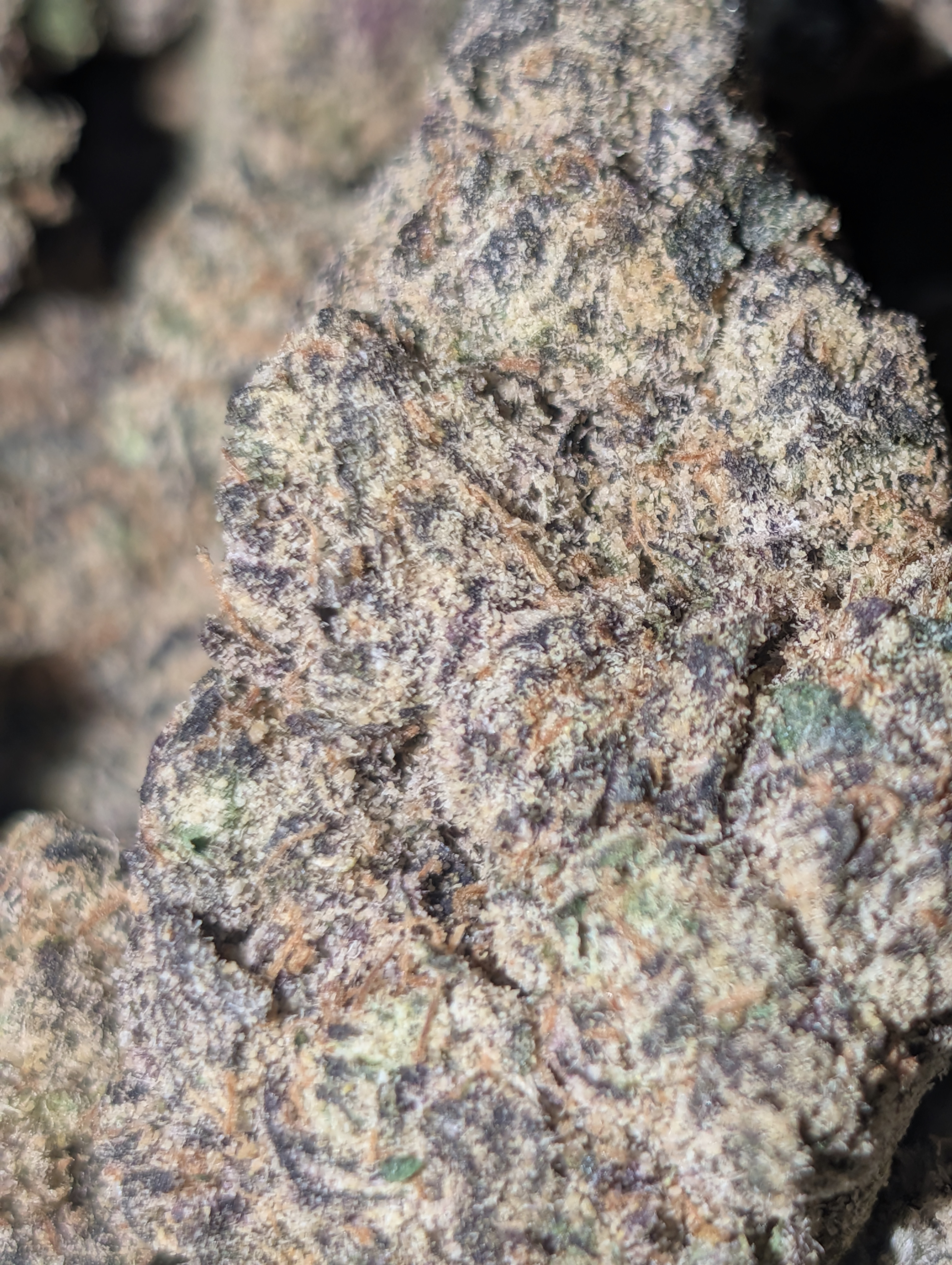 Poison berry 🫐🍓😈