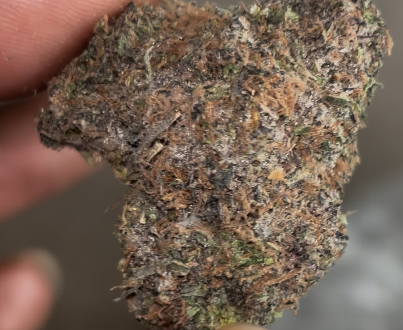 Candy Gelato 🍭🐾