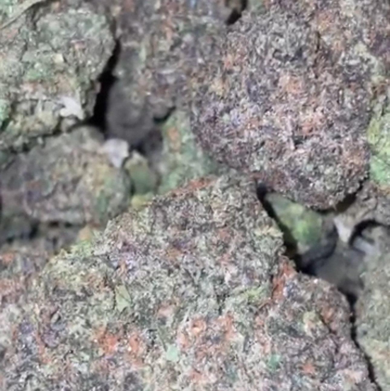 Rainbow Gelato🍭🌈 1oz