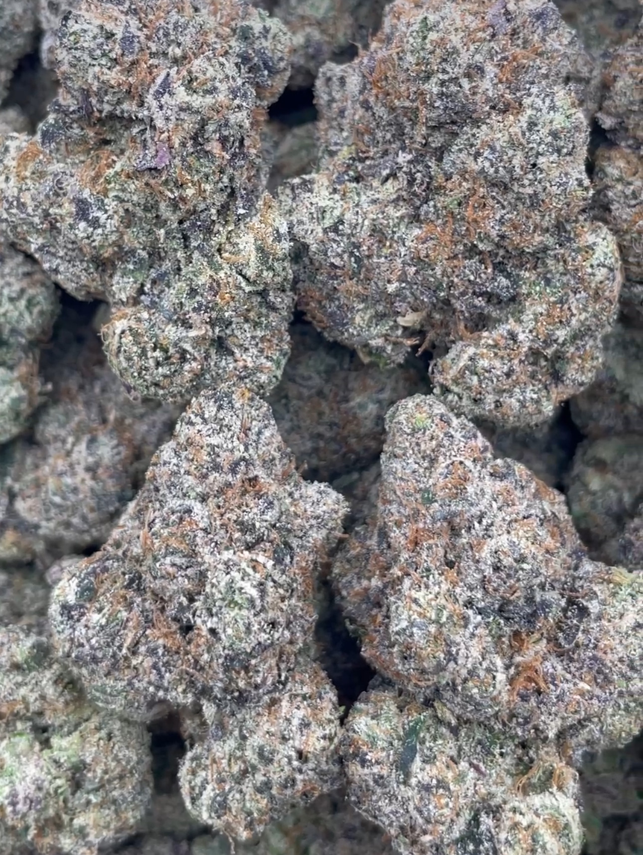 Bubblegum Candy 😈🍭