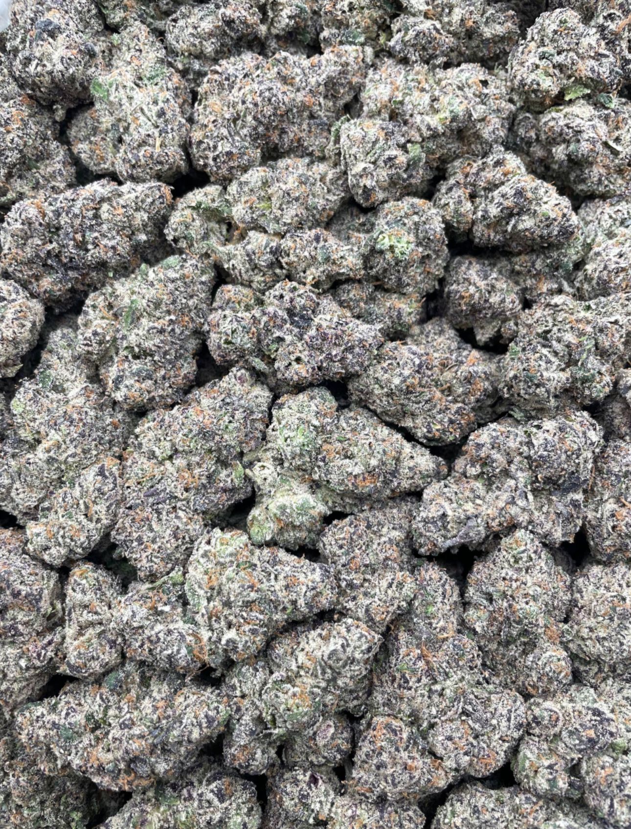 LA Pop Rocks 🧢⛽️🧢⛽️🧢⛽️