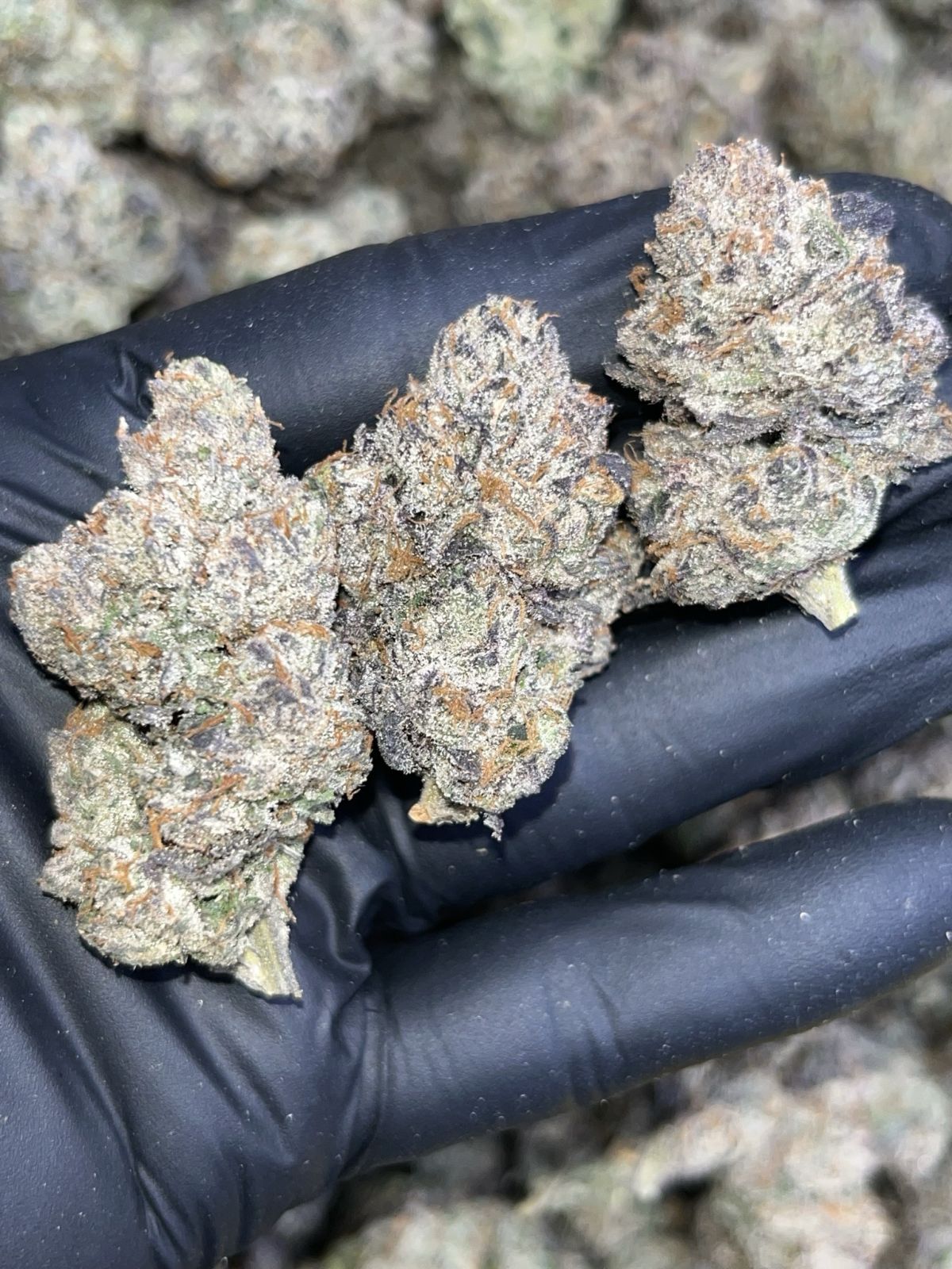 Exotic Candy 🍭